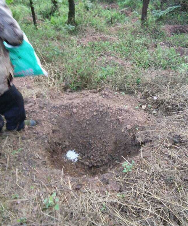石城山工区施底肥，苗木建剪及栽植2.png