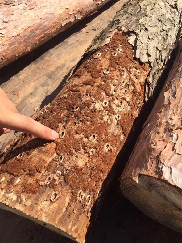 14 松褐天？勇.jpg